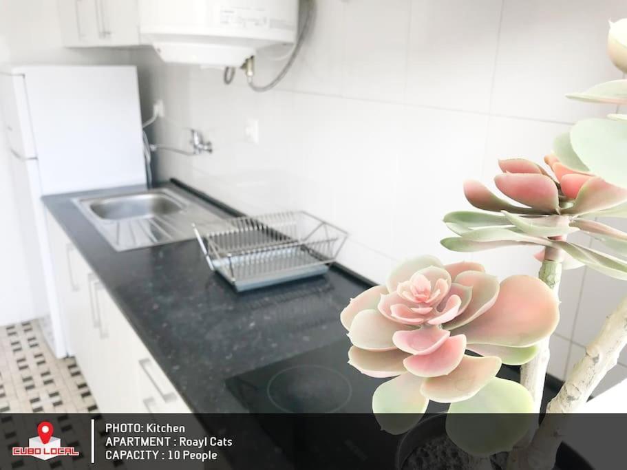 Royal Cats Apartment ปอร์โต ภายนอก รูปภาพ